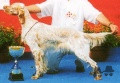 Setter Anglais NUBIE DU PORT FILEN Setter Anglais NUBIE DU PORT FILEN